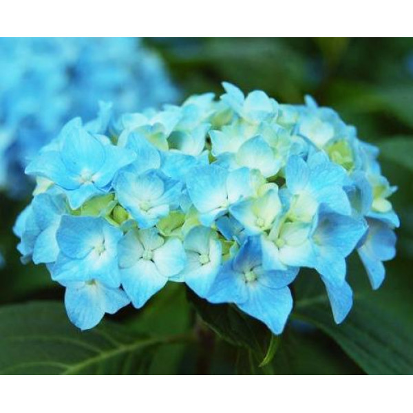 Гортензия крупнолистная Mini Penny (Мини Пенни)