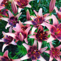  Лилия азиатская Whistler (Уистлер)