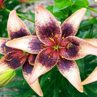  Лилия азиатская Whistler (Уистлер)