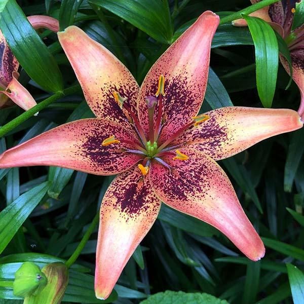  Лилия азиатская Whistler (Уистлер)