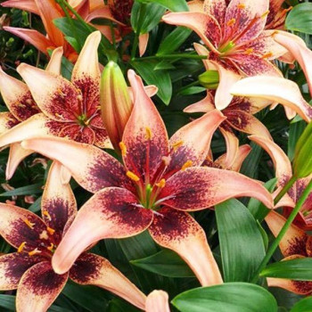  Лилия азиатская Whistler (Уистлер)