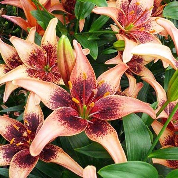  Лилия азиатская Whistler (Уистлер)