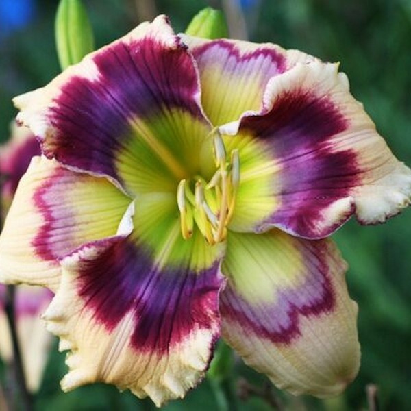 Саженцы Лилейник Printmaker (Принтмакер)