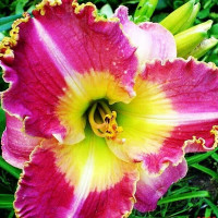 Саженцы Лилейник Idas Magic (Идас Магик)