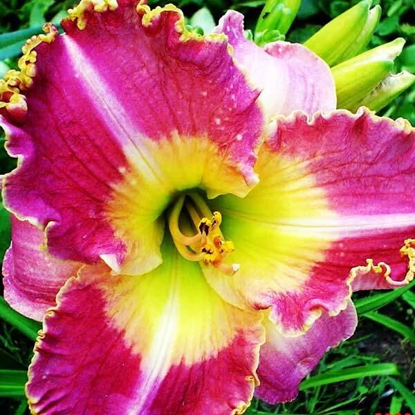 Саженцы Лилейник Idas Magic (Идас Магик)