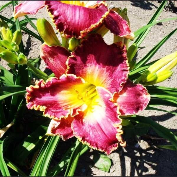 Саженцы Лилейник Idas Magic (Идас Магик)