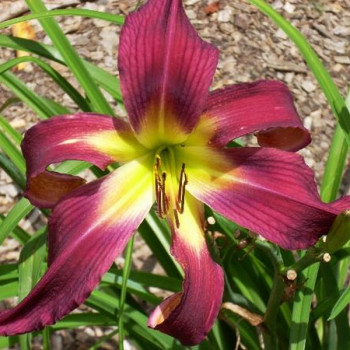 Саженцы Лилейник Brooklin Twist (Бруклин Твист)