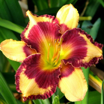 Саженцы Лилейник Tropical Suprise (Тропикал Сюрпрайс)