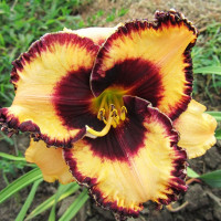 Саженцы Лилейник Open my Eyes (Оупен май Айс)