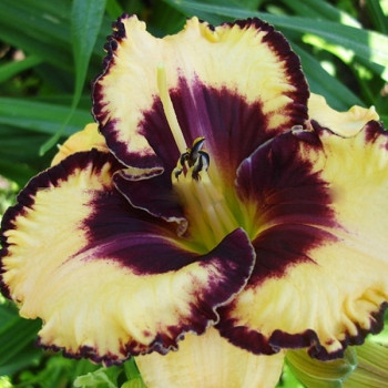 Саженцы Лилейник Open my Eyes (Оупен май Айс)