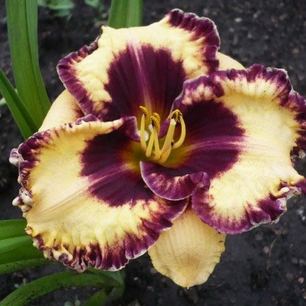 Саженцы Лилейник Open my Eyes (Оупен май Айс)