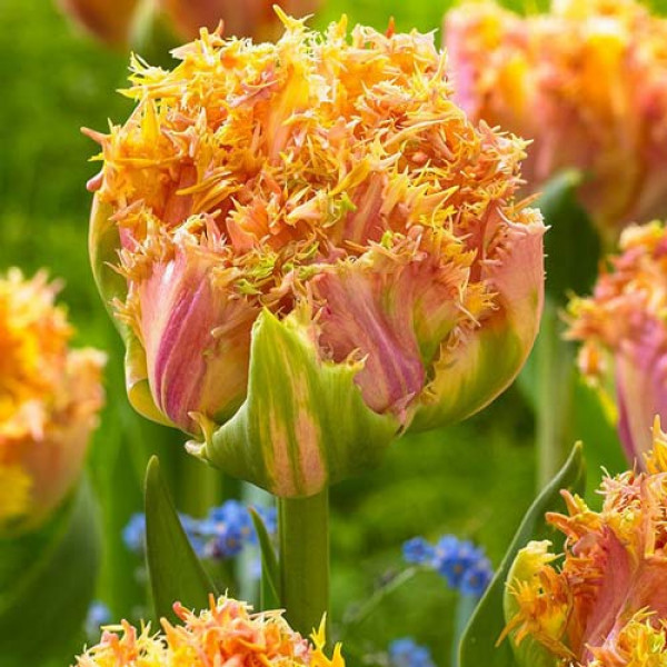 Тюльпан бахромчатый Эсприт (в упаковке - 3шт.)