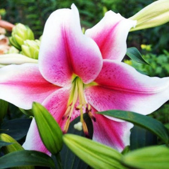  Лилия LOO гибрид Dreamweaver (Дримуивер)