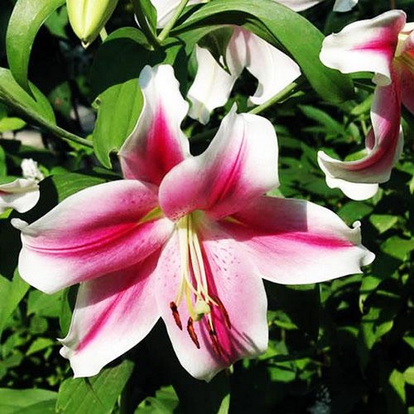  Лилия LOO гибрид Dreamweaver (Дримуивер)