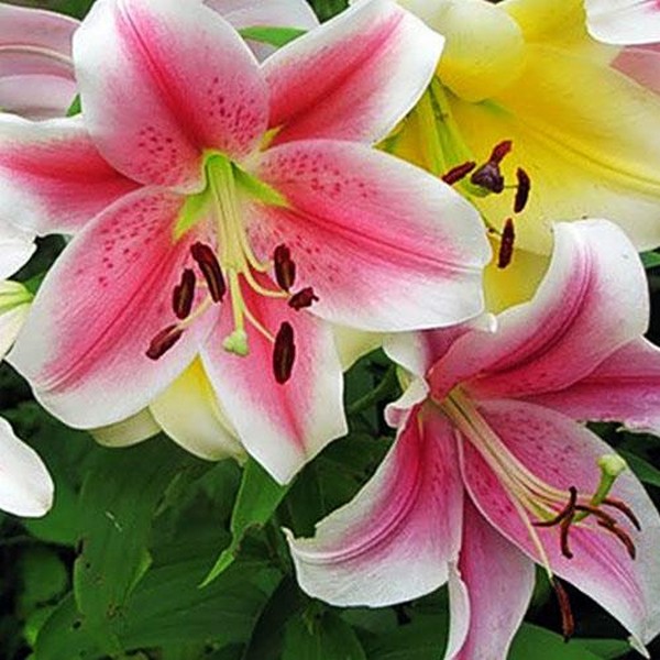  Лилия LOO гибрид Dreamweaver (Дримуивер)