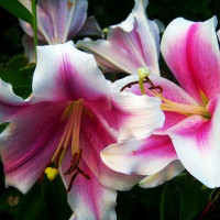  Лилия LOO гибрид Dreamweaver (Дримуивер)