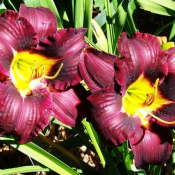 Саженцы Лилейник Super Purple (Супер Пепл)