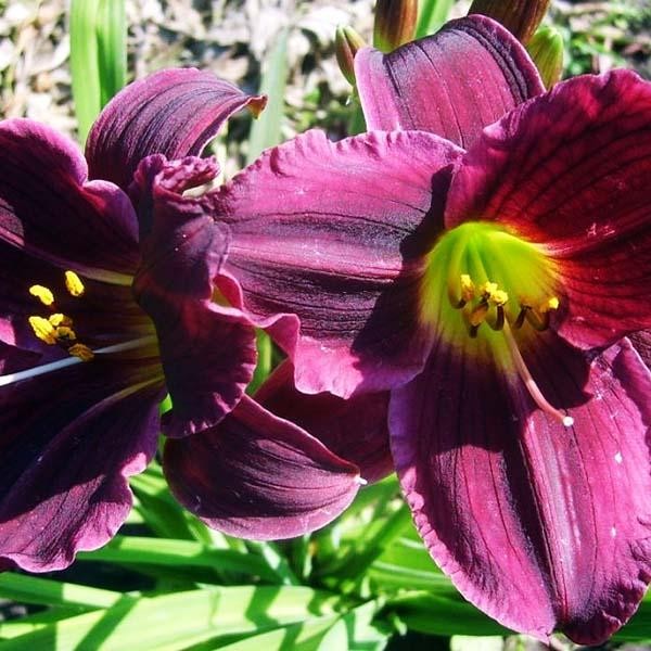 Саженцы Лилейник Super Purple (Супер Пепл)