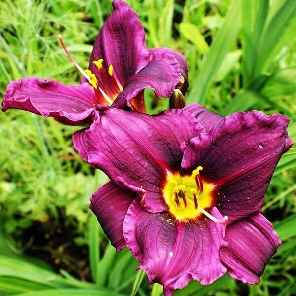 Саженцы Лилейник Super Purple (Супер Пепл)