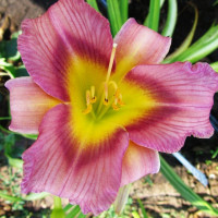 Саженцы Лилейник Schoeppinger Anfang (Шопингер Анфанг)