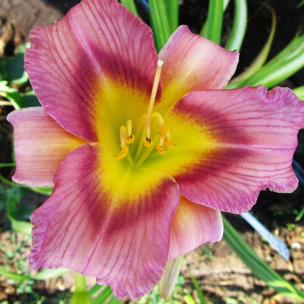 Саженцы Лилейник Schoeppinger Anfang (Шопингер Анфанг)