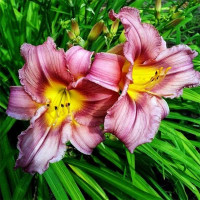 Саженцы Лилейник Schoeppinger Anfang (Шопингер Анфанг)