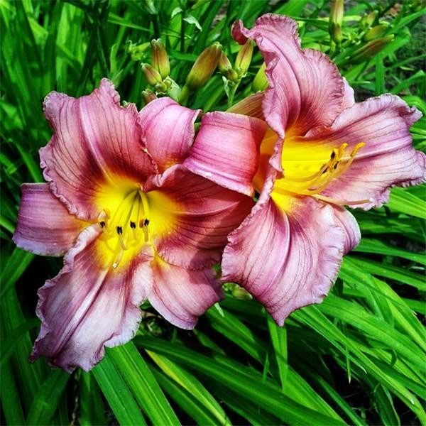 Саженцы Лилейник Schoeppinger Anfang (Шопингер Анфанг)