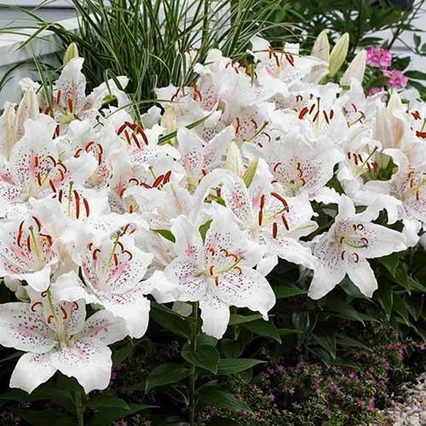  Лилия восточная Muscadet (Мускадет)