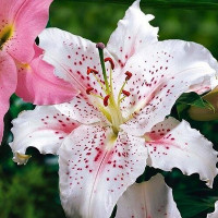  Лилия восточная Muscadet (Мускадет)