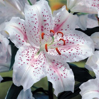  Лилия восточная Muscadet (Мускадет)