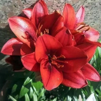  Лилия азиатская Cherry Joy (Черри Джой)