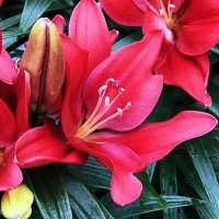  Лилия азиатская Cherry Joy (Черри Джой)