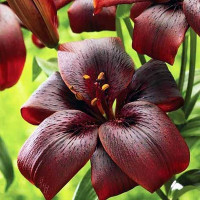  Лилия ЛА гибрид Royal Kiss (Роял Кисс)