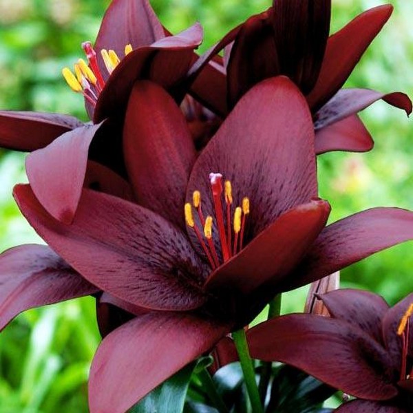  Лилия ЛА гибрид Royal Kiss (Роял Кисс)