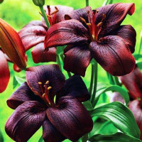  Лилия ЛА гибрид Royal Kiss (Роял Кисс)