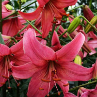  Лилия тигровая Pink Flight (Пинк Флайт)