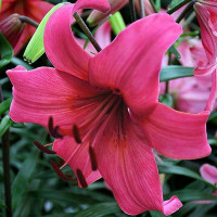  Лилия тигровая Pink Flight (Пинк Флайт)