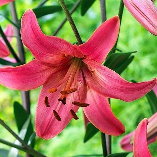  Лилия тигровая Pink Flight (Пинк Флайт)