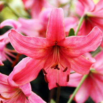  Лилия тигровая Pink Flight (Пинк Флайт)