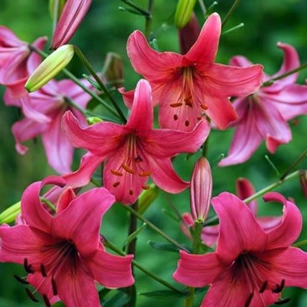  Лилия тигровая Pink Flight (Пинк Флайт)