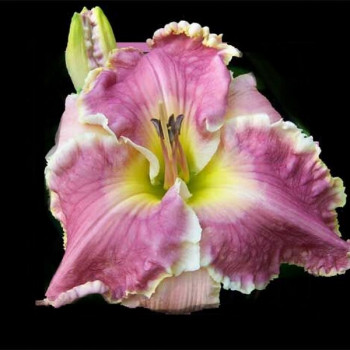 Саженцы Лилейник Hannah Marie (Ханнах Мари)