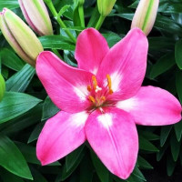  Лилия биколор азиатская Rozalynn (Розалинн)