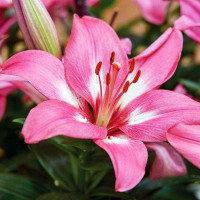  Лилия биколор азиатская Rozalynn (Розалинн)