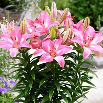  Лилия биколор азиатская Rozalynn (Розалинн)