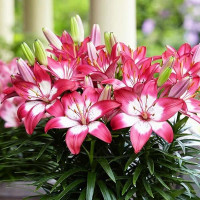  Лилия биколор азиатская Rozalynn (Розалинн)