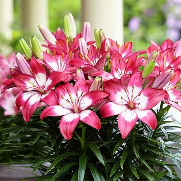  Лилия биколор азиатская Rozalynn (Розалинн)