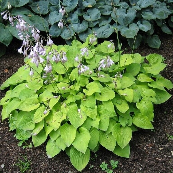 Саженцы Хоста Honeybells (Ханейбелс) L