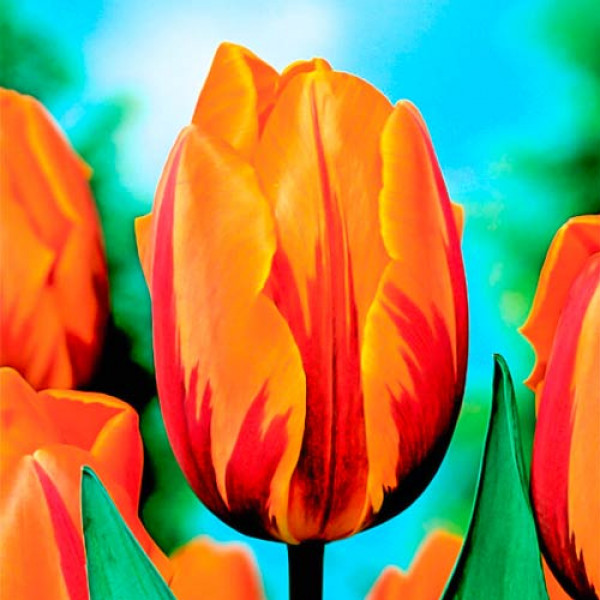 Тюльпан Триумф Принцесс Маргарет (в упаковке - 3шт.)