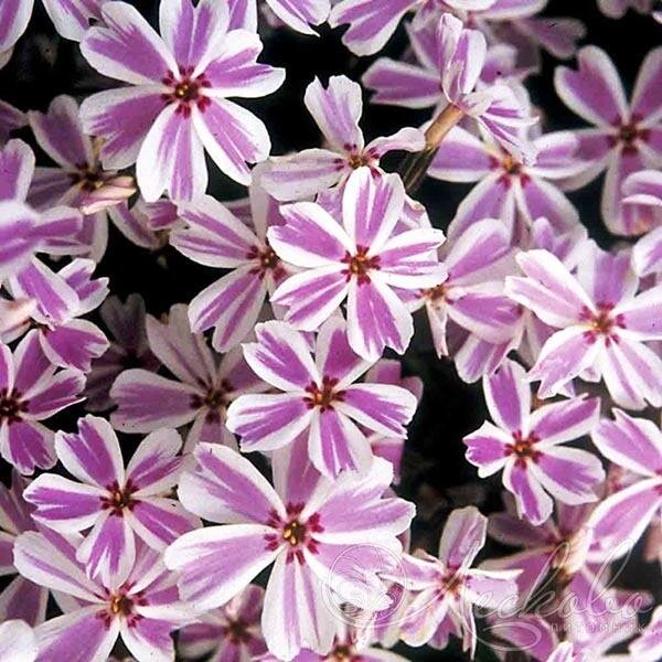 Саженцы Флокс шиловидный Candy Stripes (Кэнди Страйпс)