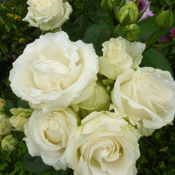 Саженцы Роза чайно-гибридная Аваланж